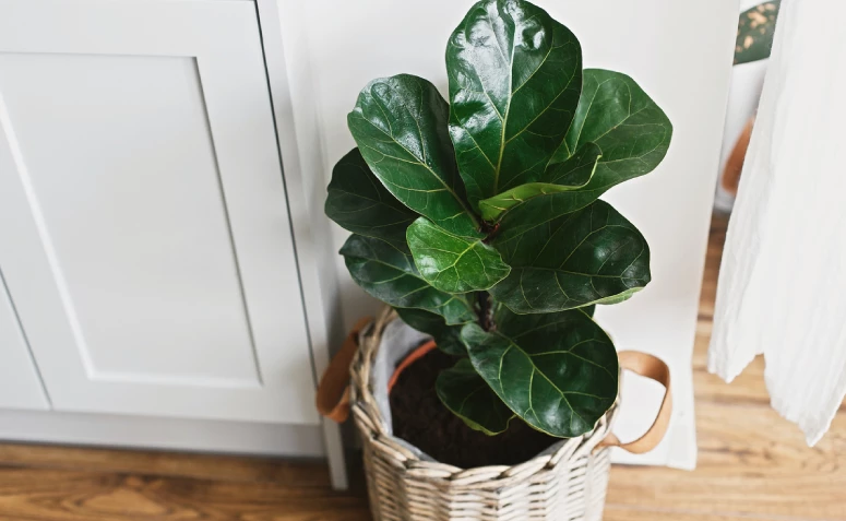 ficus lyrata rega