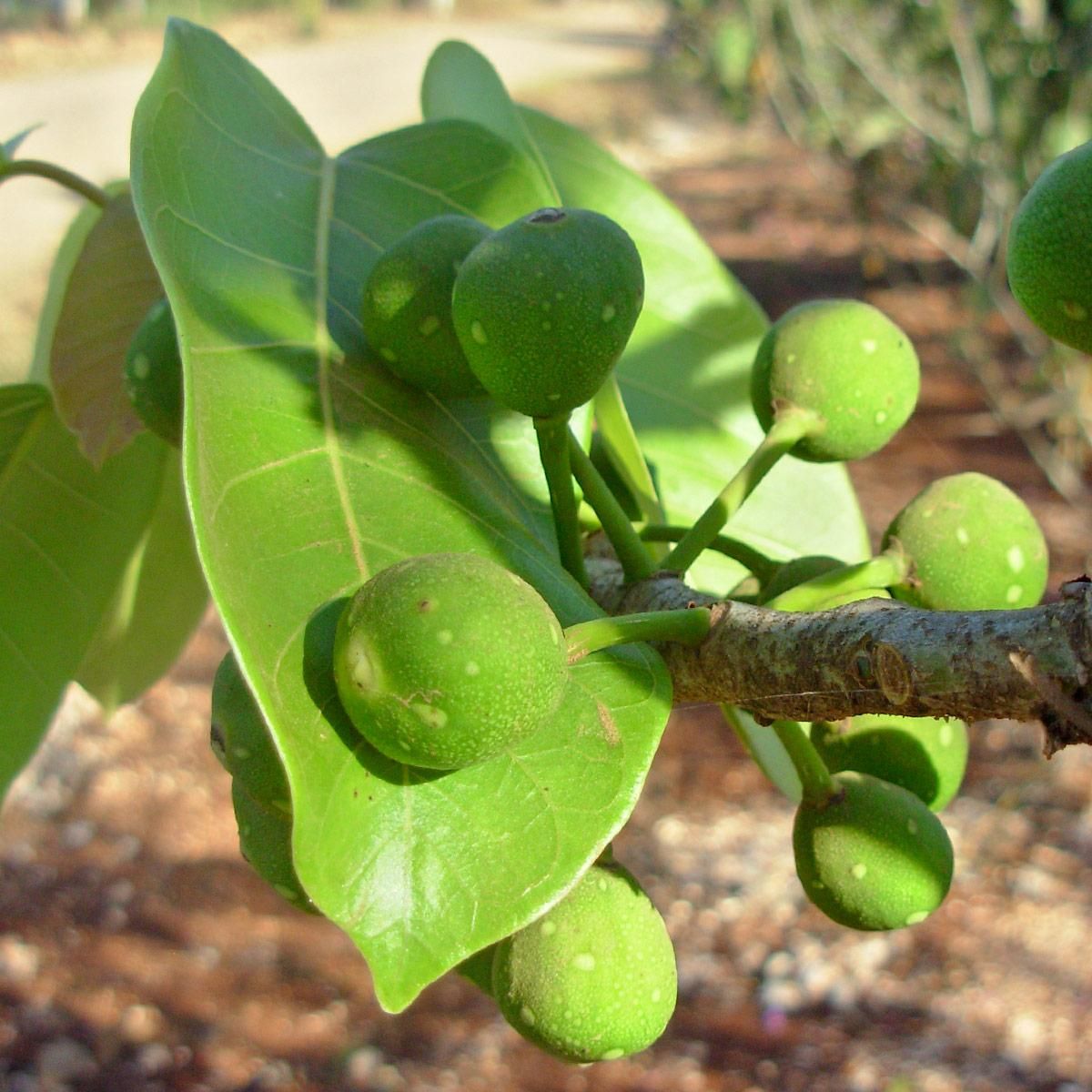 ficus carica