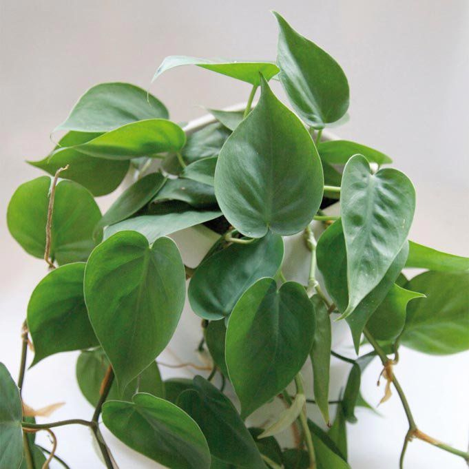 Philodendron hederaceum