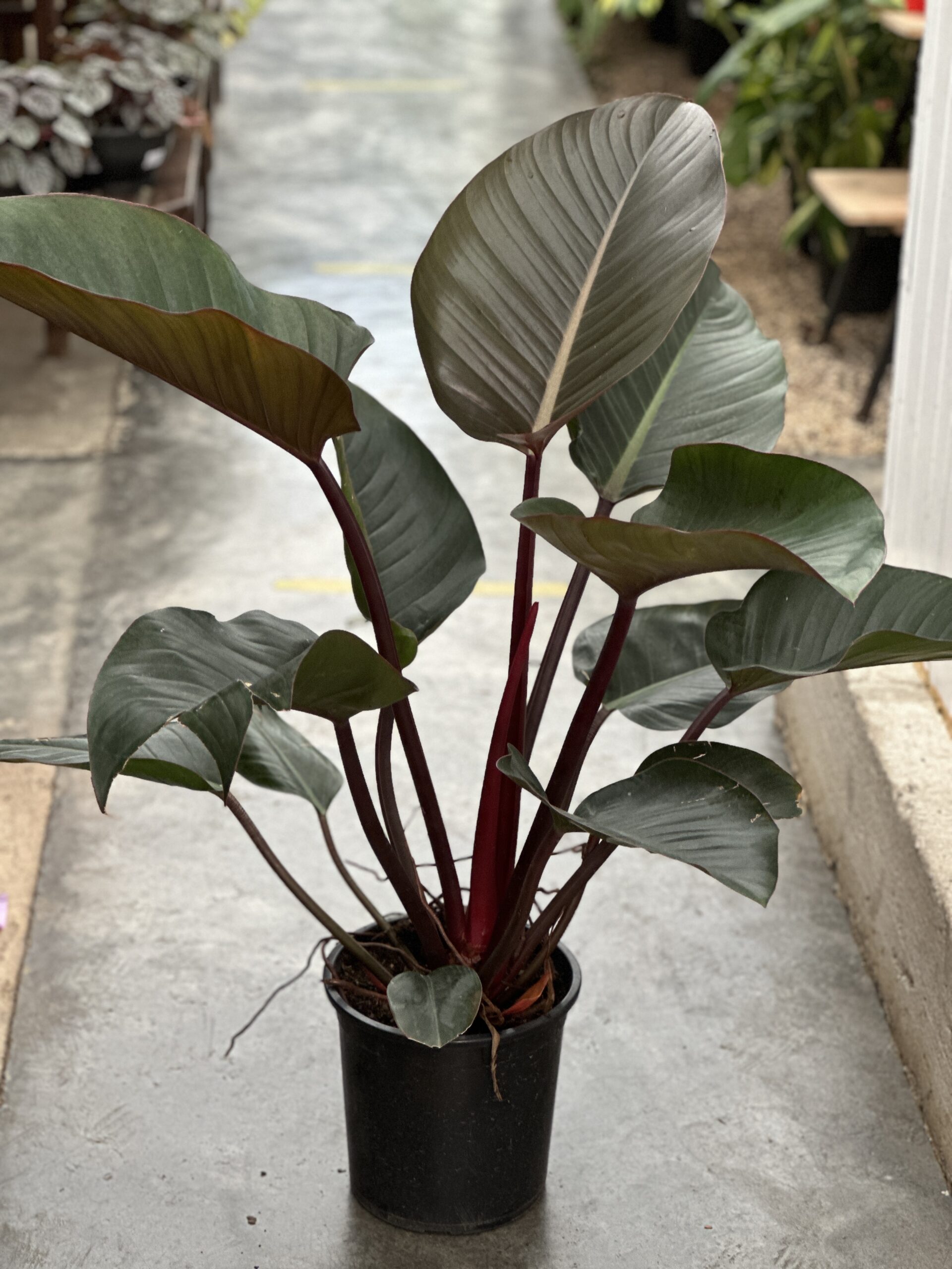 Philodendron cordatum