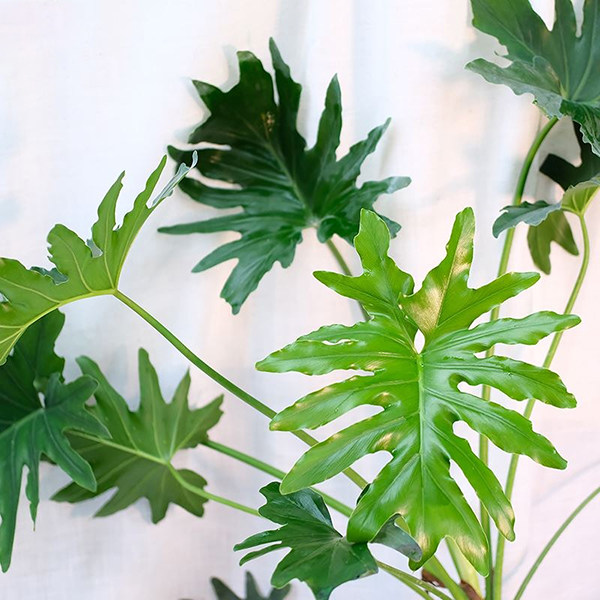 Philodendron 