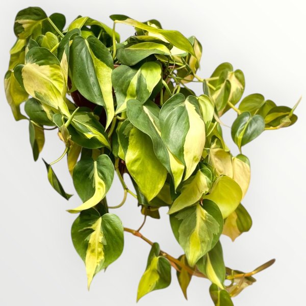 Planta pendente Brasil