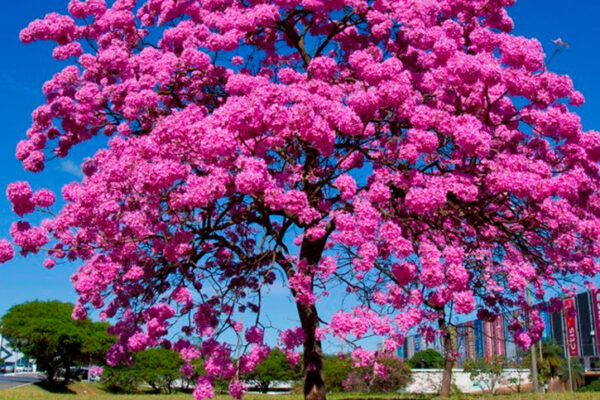 flor roxa ornamental