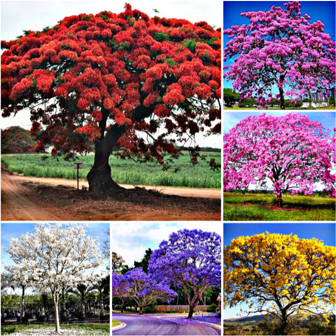 muda de flamboyant roxo