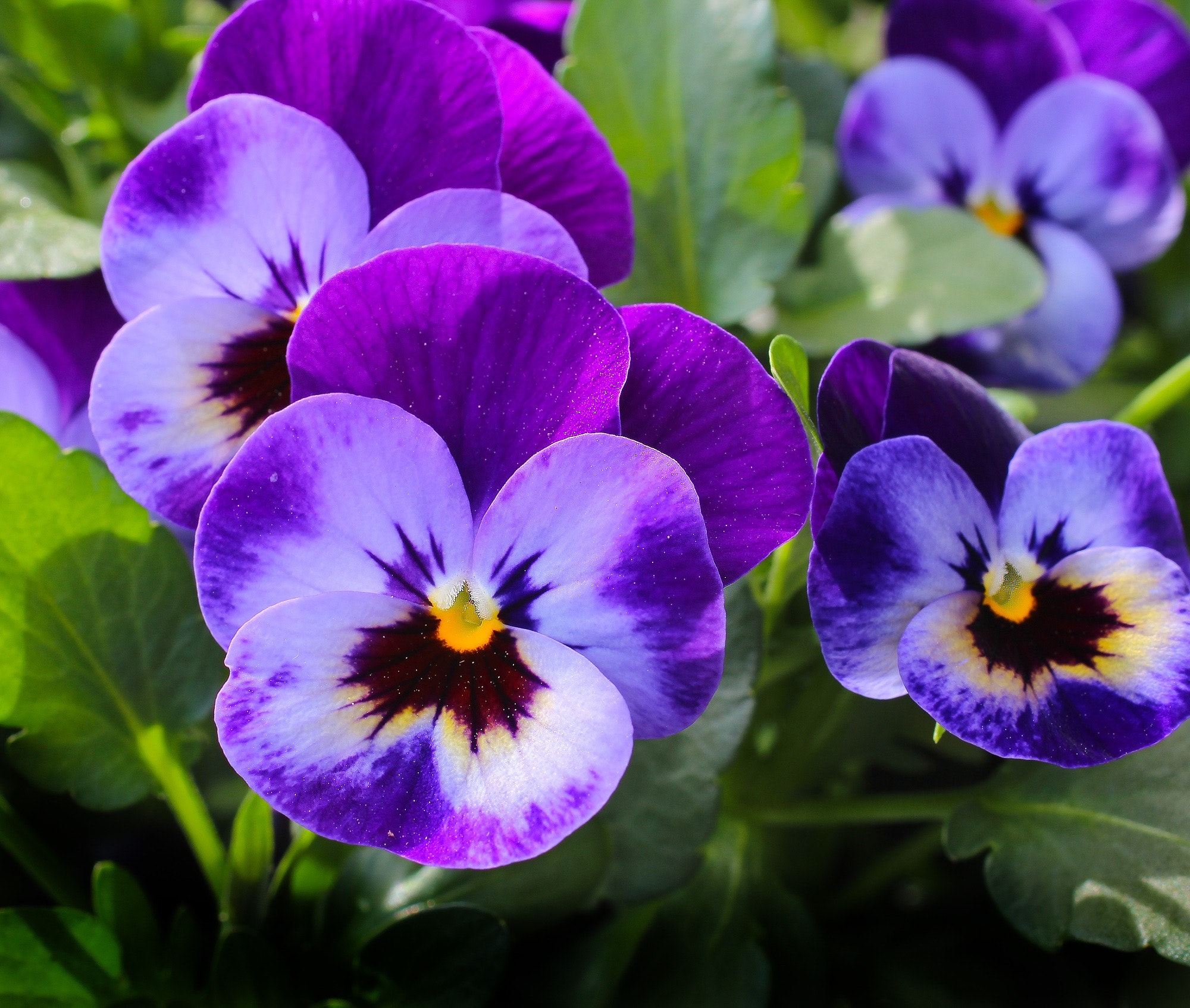 Viola tricolor