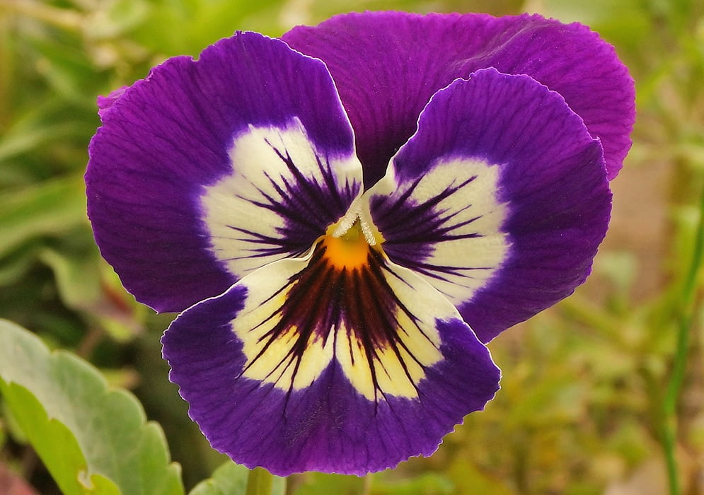 Viola x wittrockiana