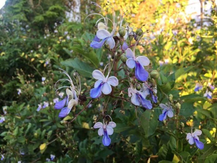 Rotheca myricoides cultivo