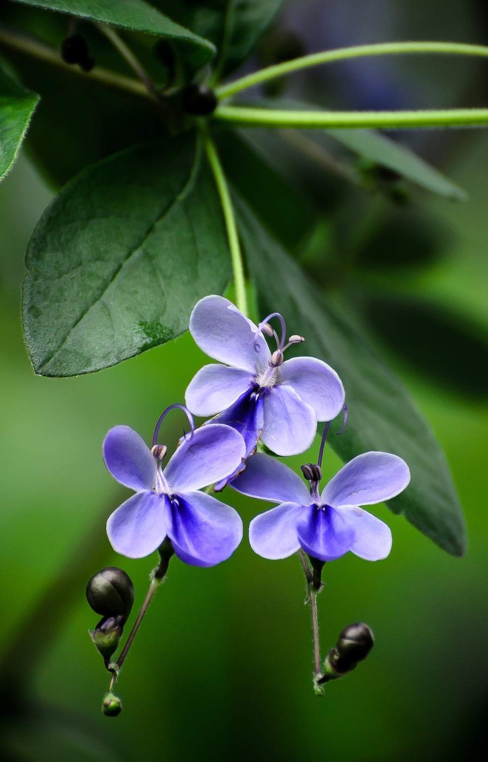 Clitoria ternatea chá azul