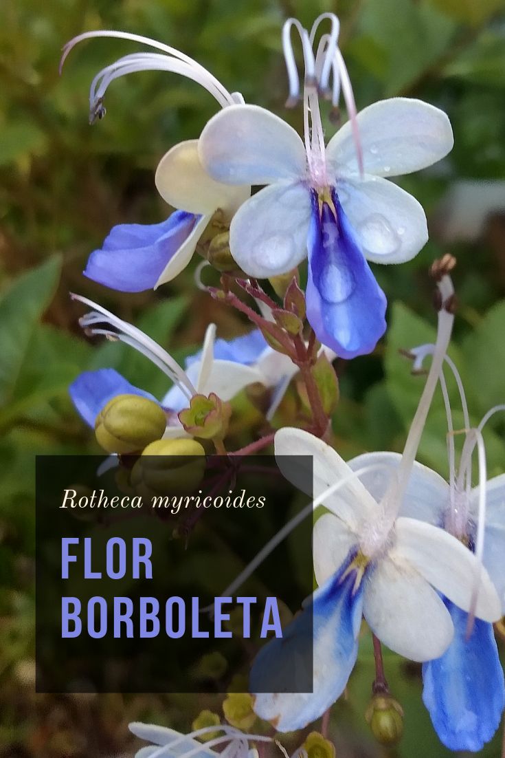 Clitoria ternatea chá azul