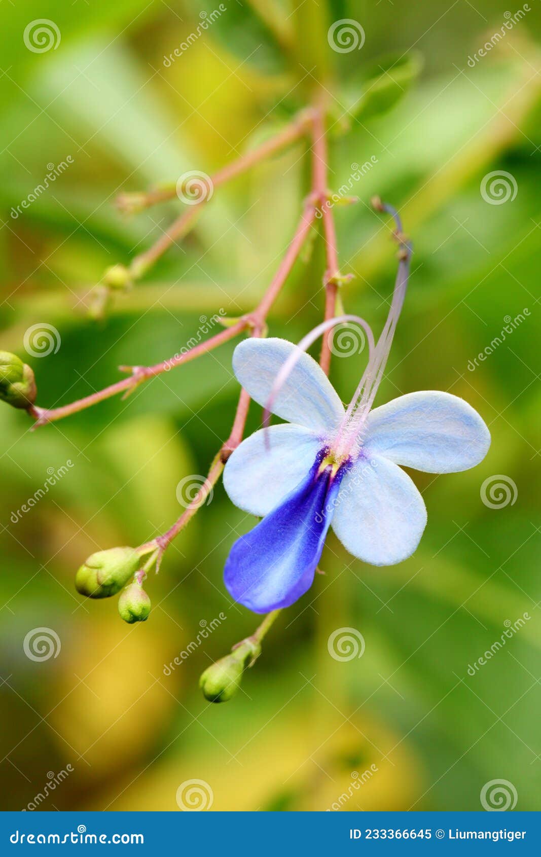 Planta que parece borboleta