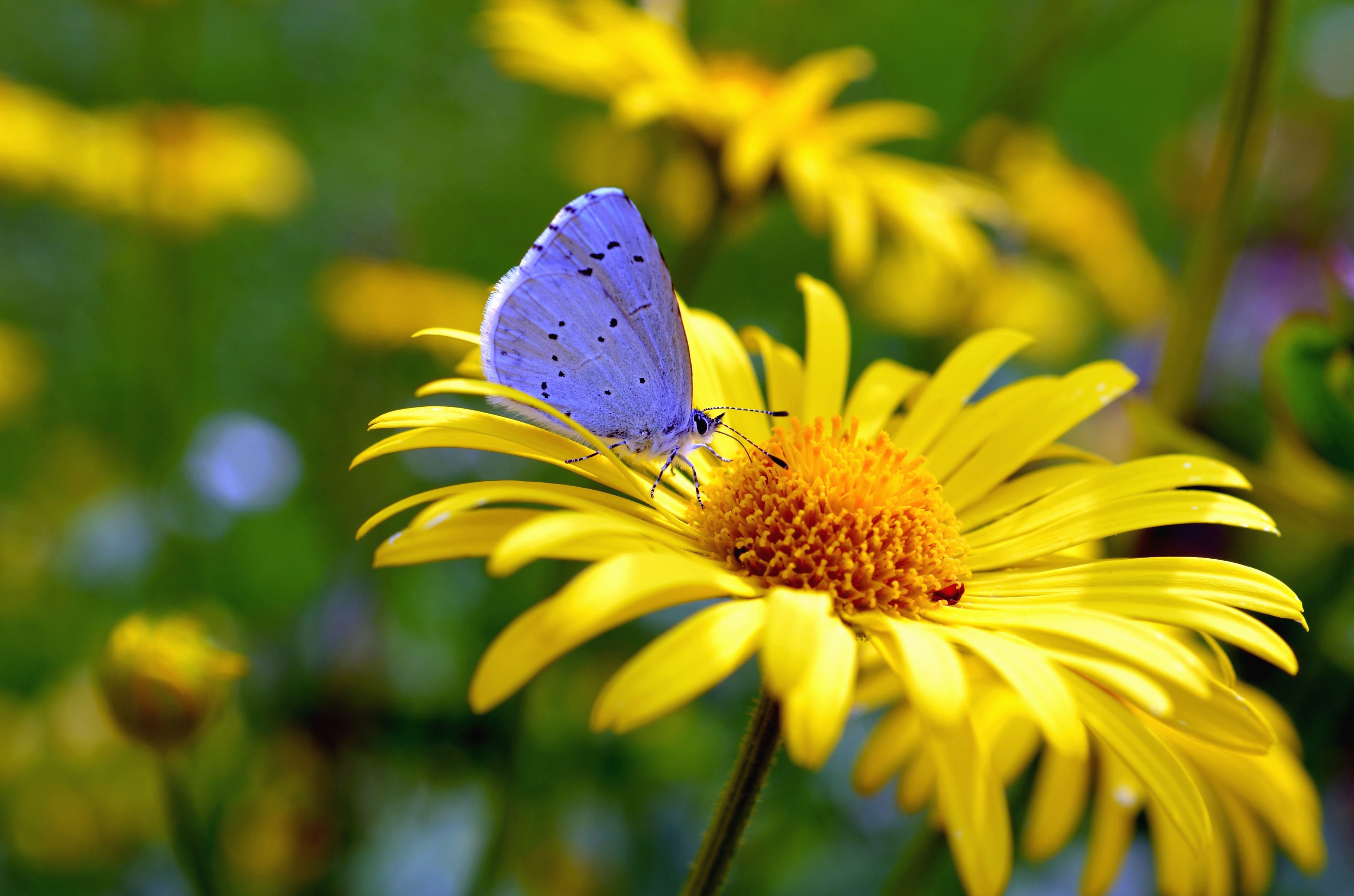 Flor azul com formato de borboleta