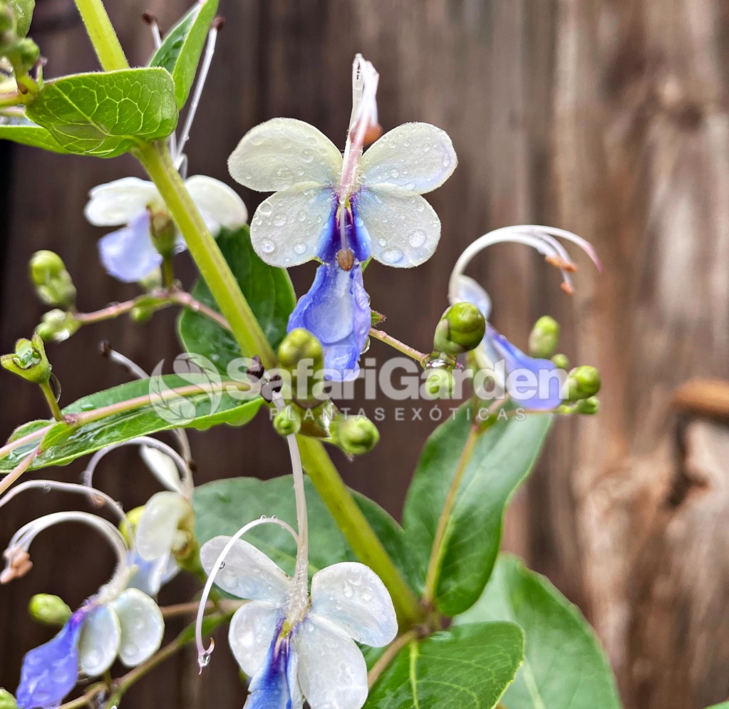 Planta que parece borboleta