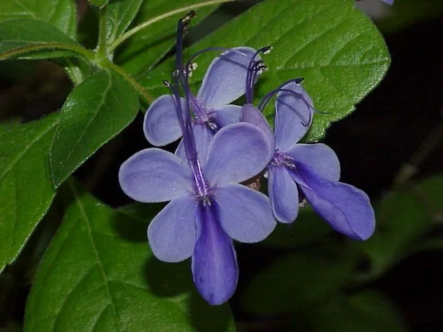 Rotheca myricoides cultivo