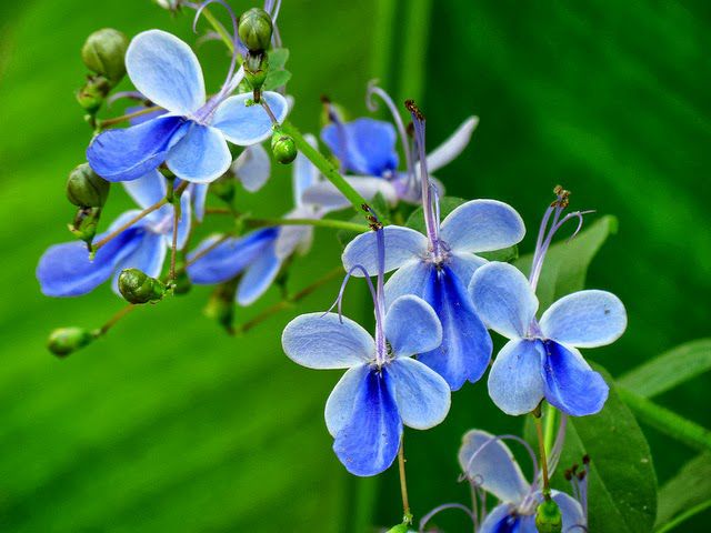Flor azul com formato de borboleta