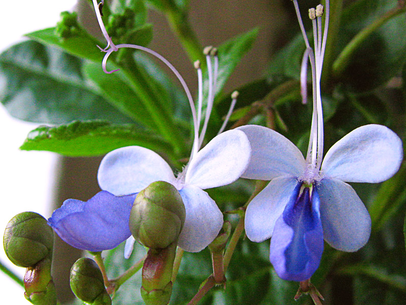 Cultivo de Schizanthus