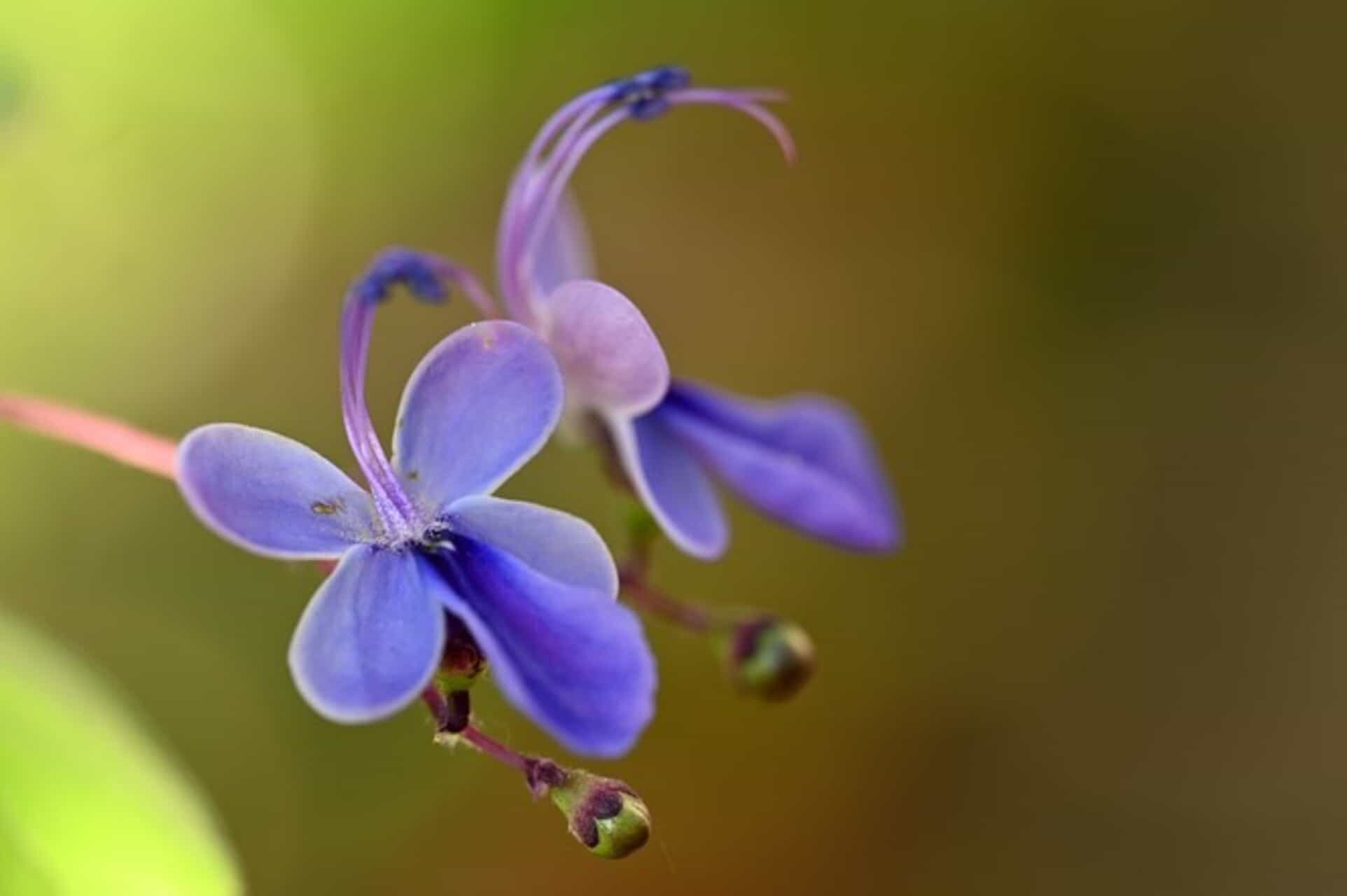 Flores nativas do Brasil com nome de borboleta