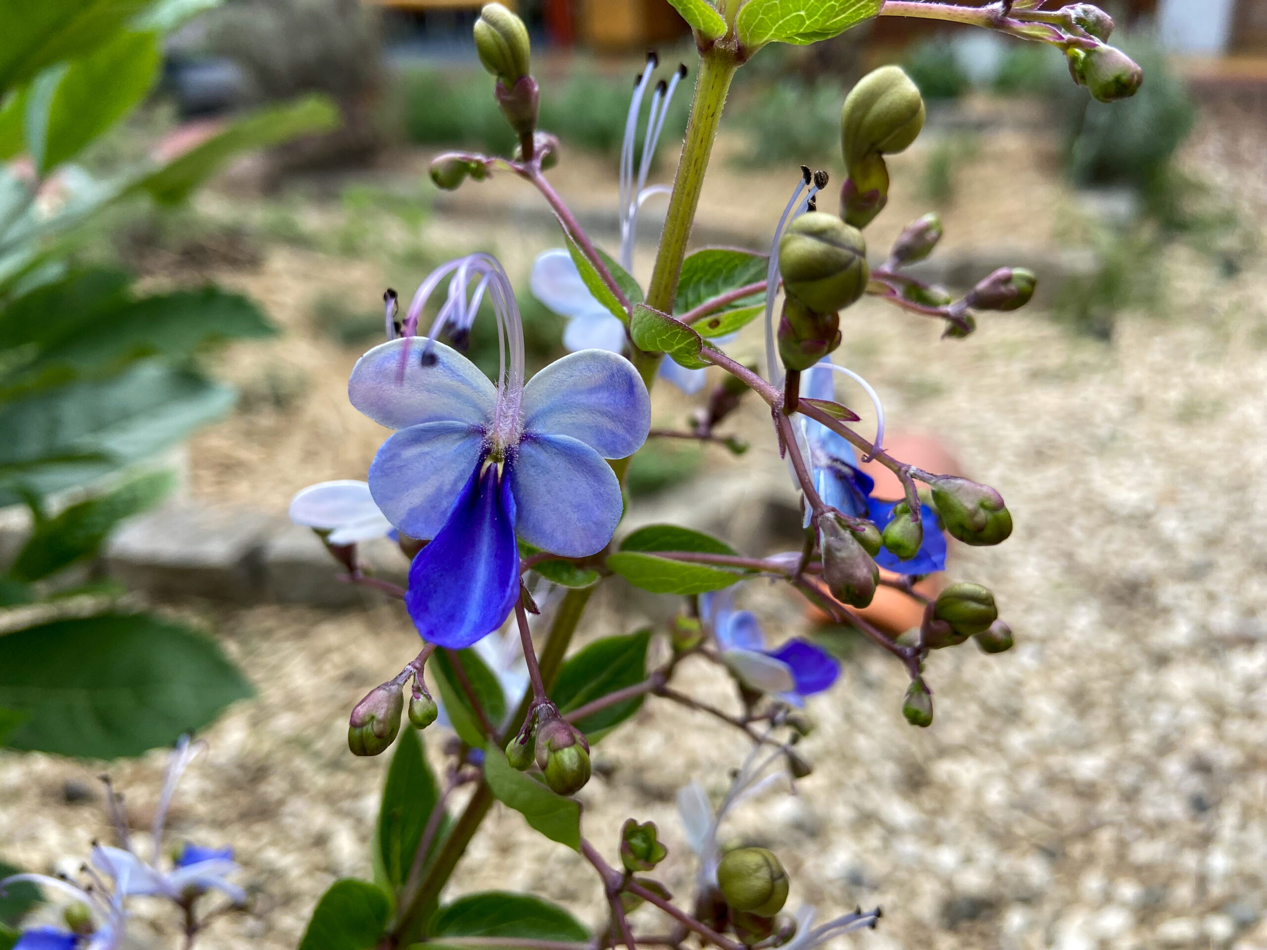 PANC flor borboleta