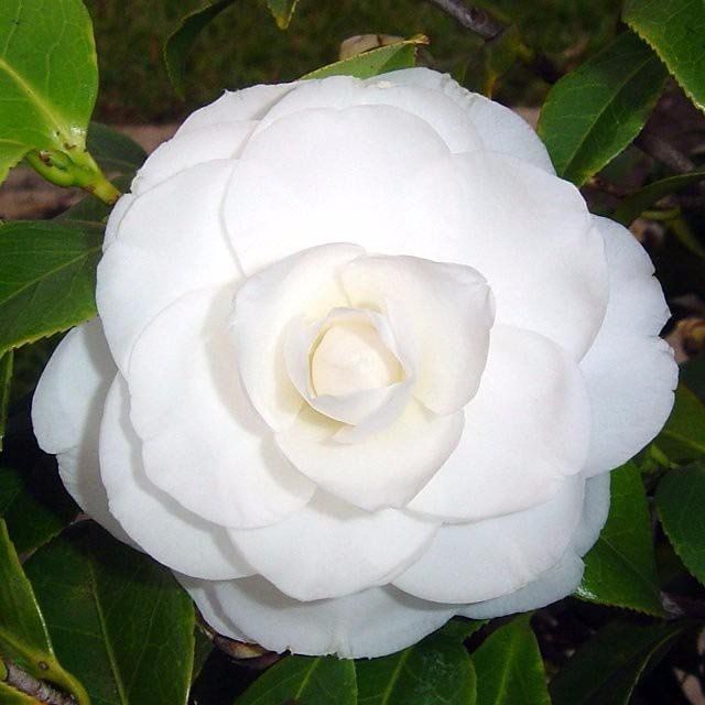 flor camélia branca