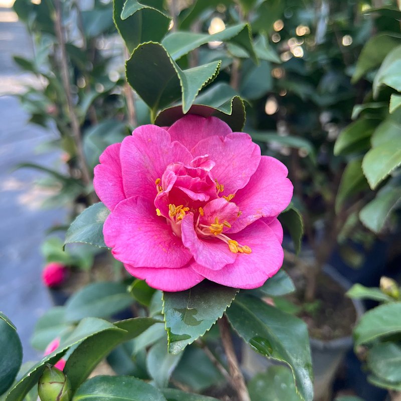 flor camélia rosa