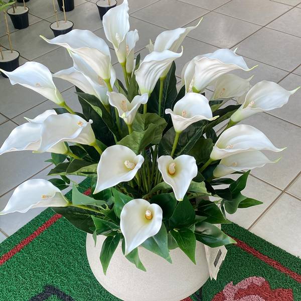 Calla