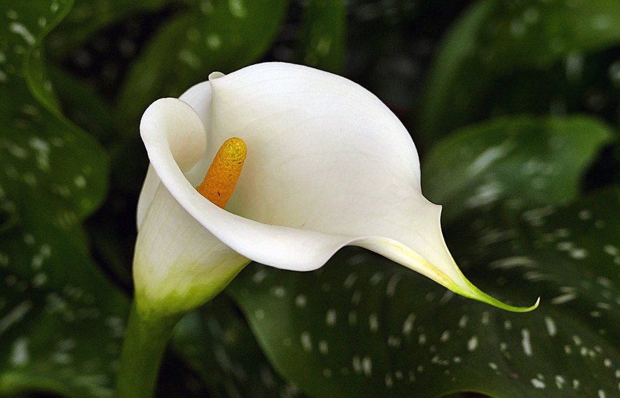 Cultivo de copo de leite