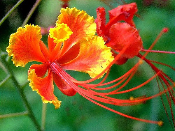 árvore flamboyant