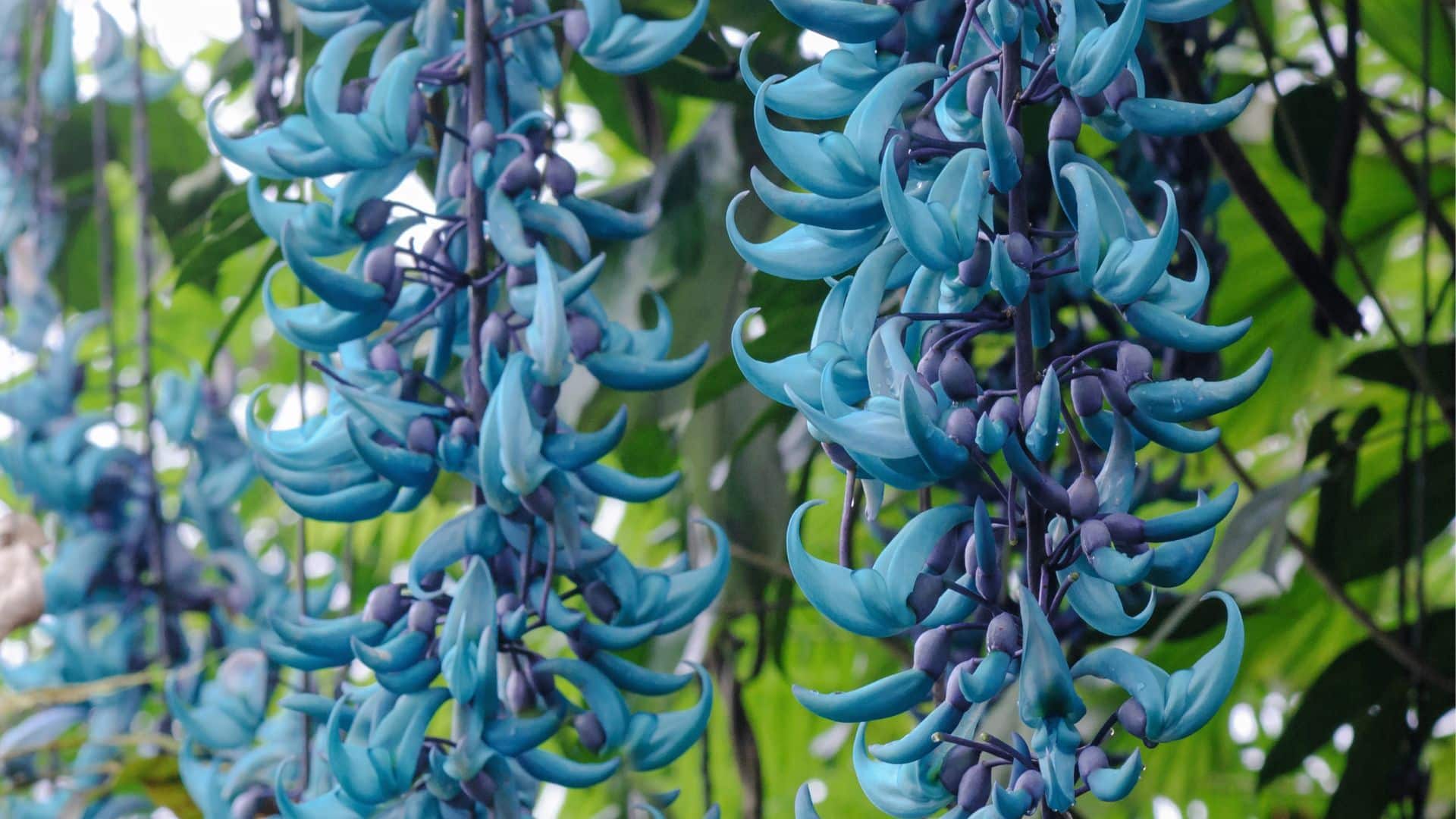 Mucuna bennettii cuidados