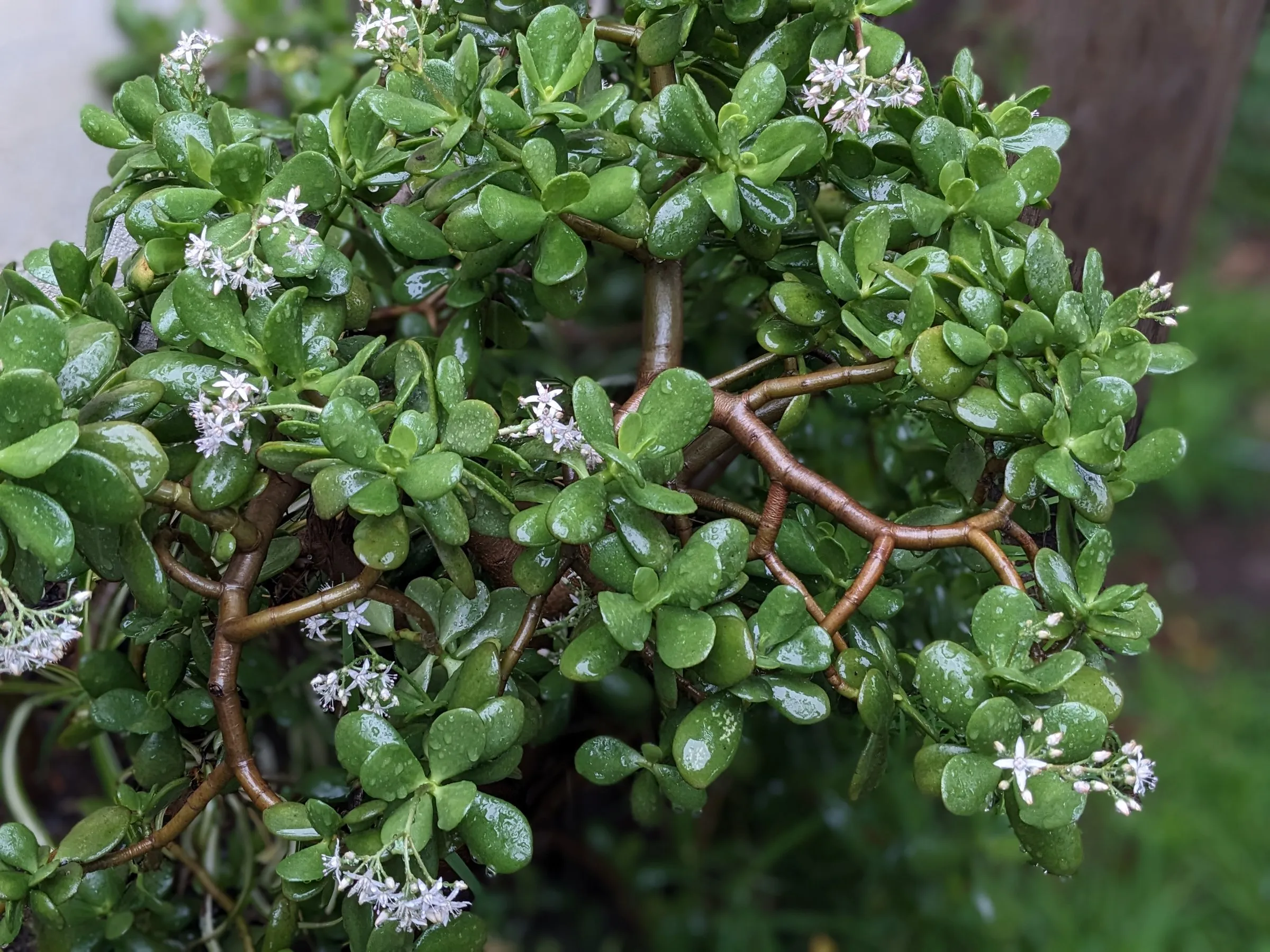 Crassula ovata floração