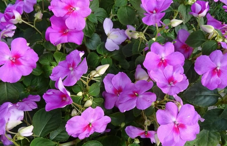 Impatiens walleriana cuidados