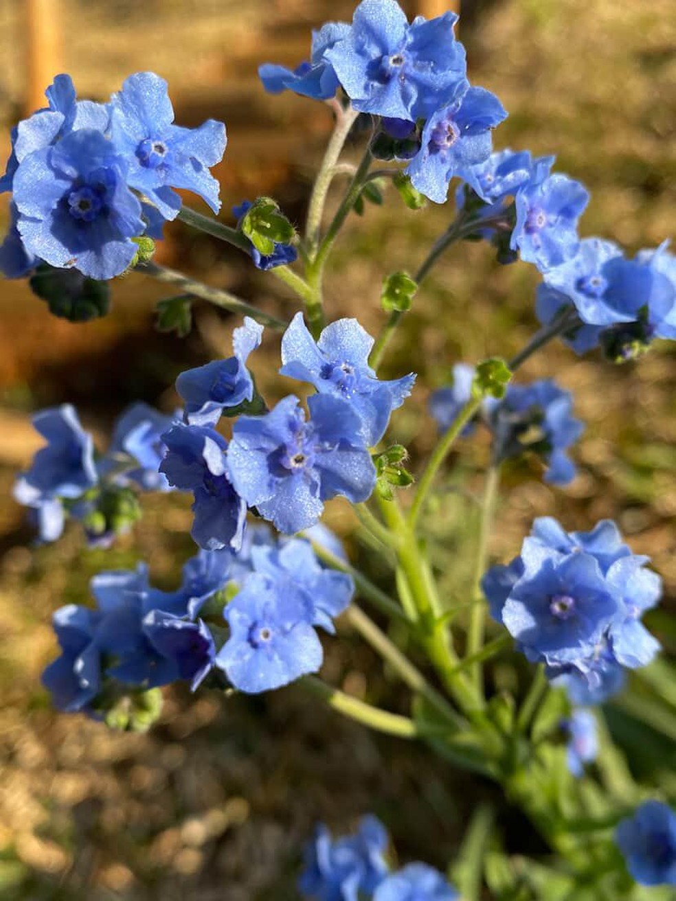 flor miosótis