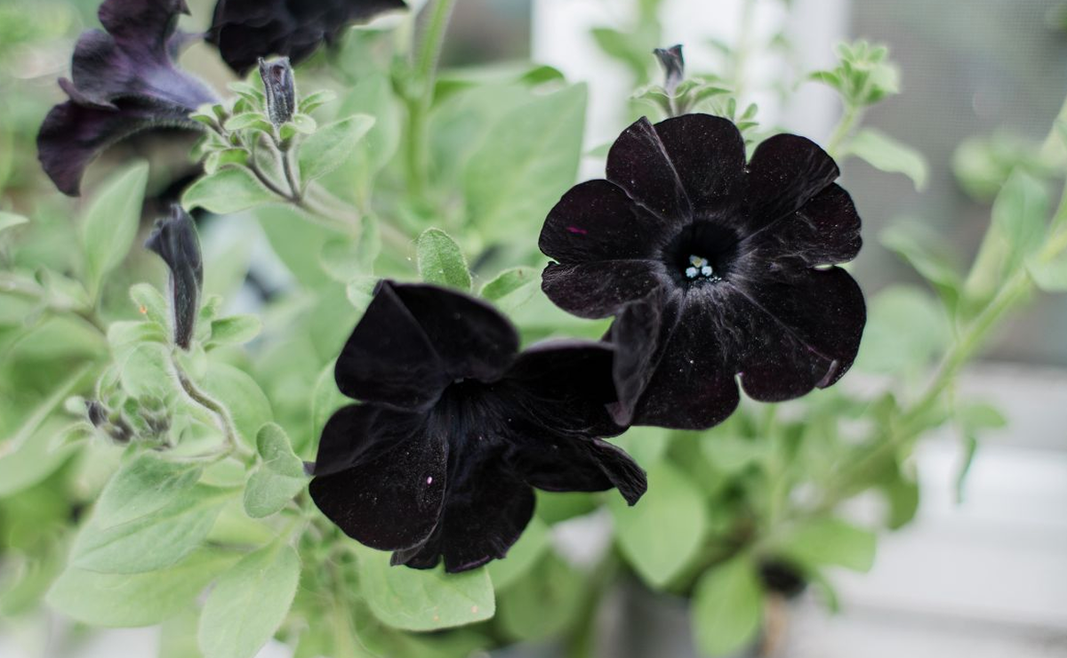 flores vinho