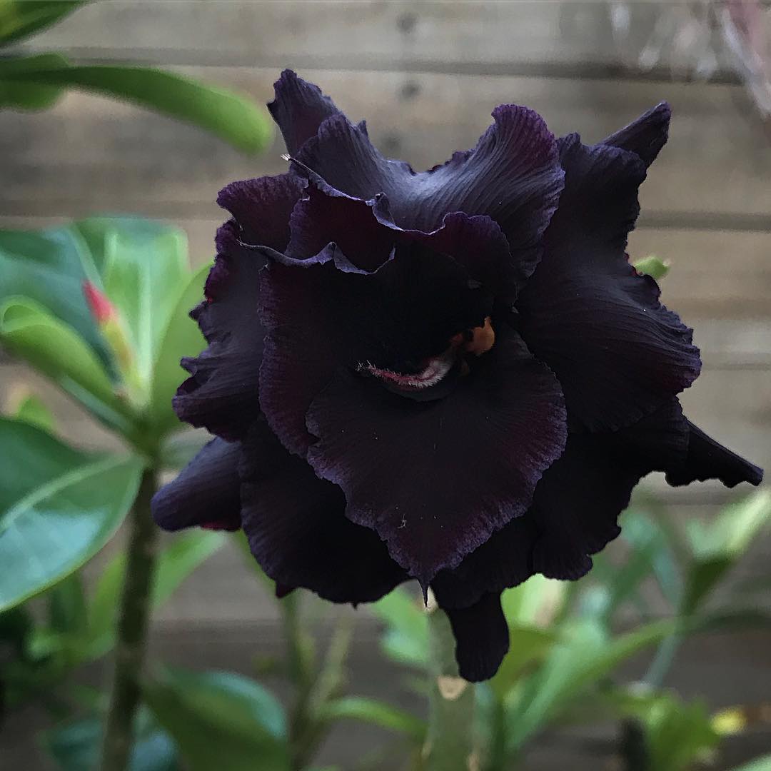 flores de tons escuros