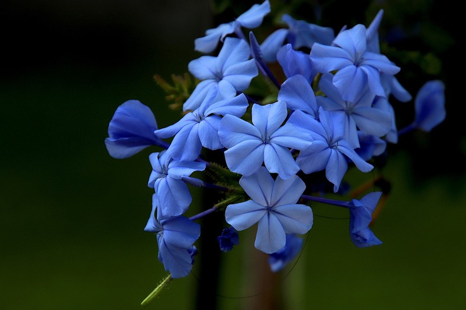 flores azuis verdadeiras