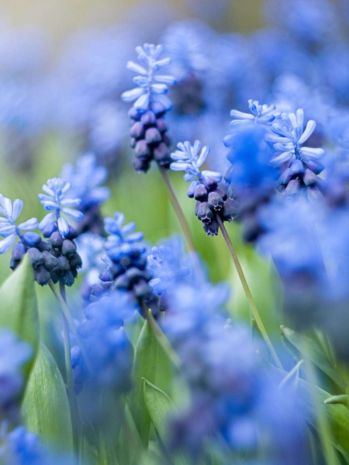 espécies de flores azuis naturais