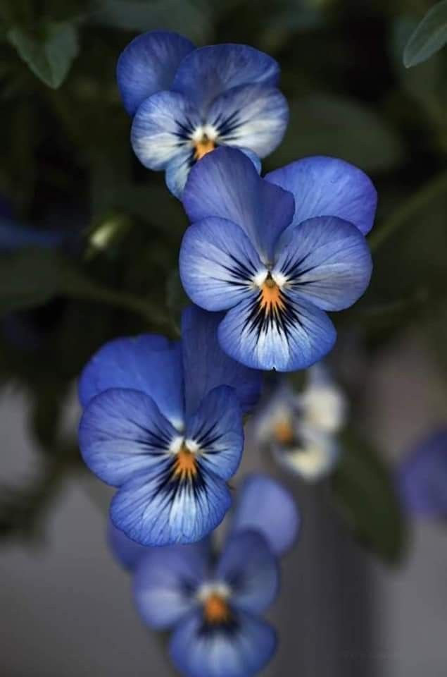 pigmentos naturais flores azuis