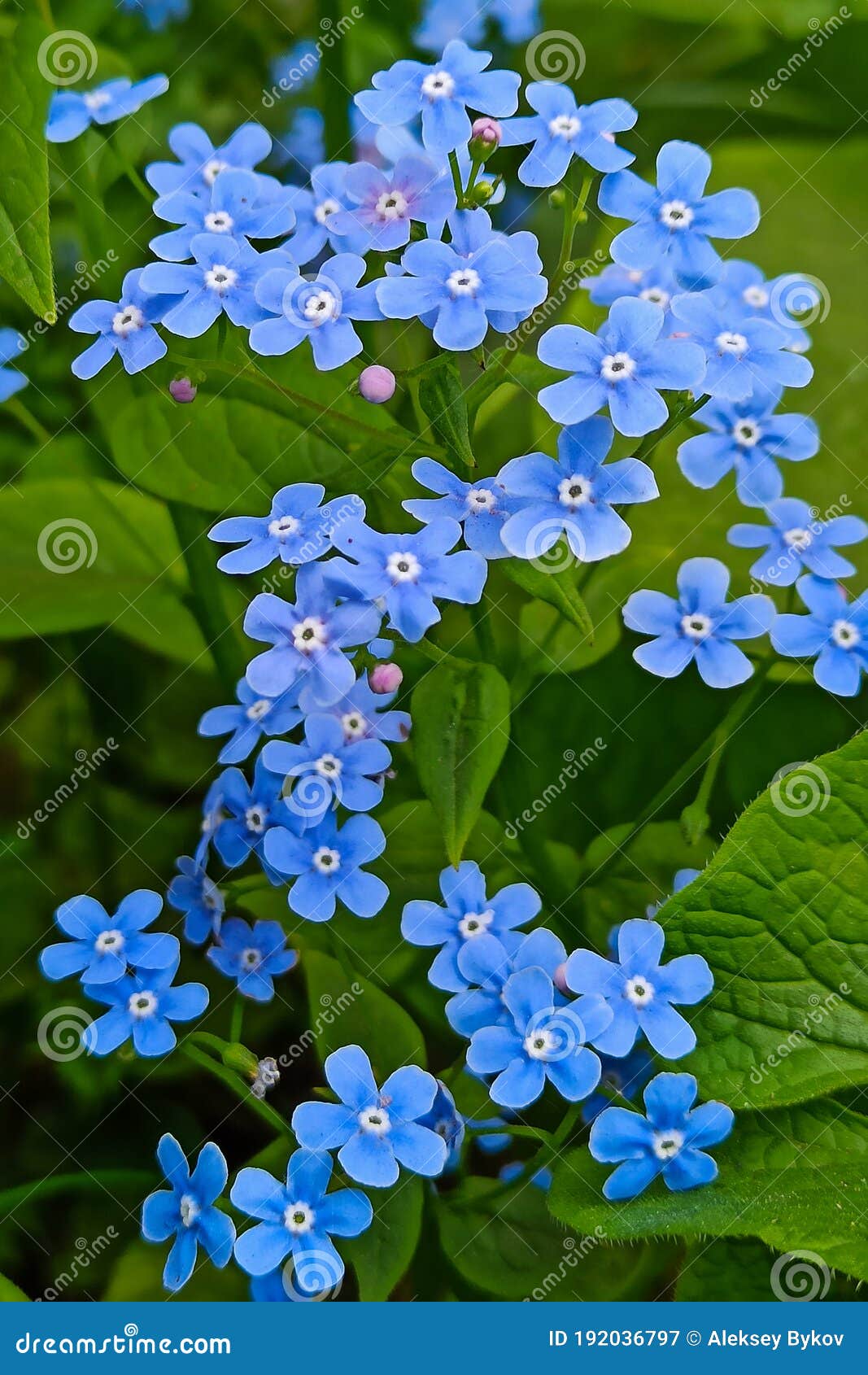 pigmentos naturais flores azuis
