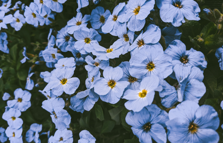 antocianinas em flores