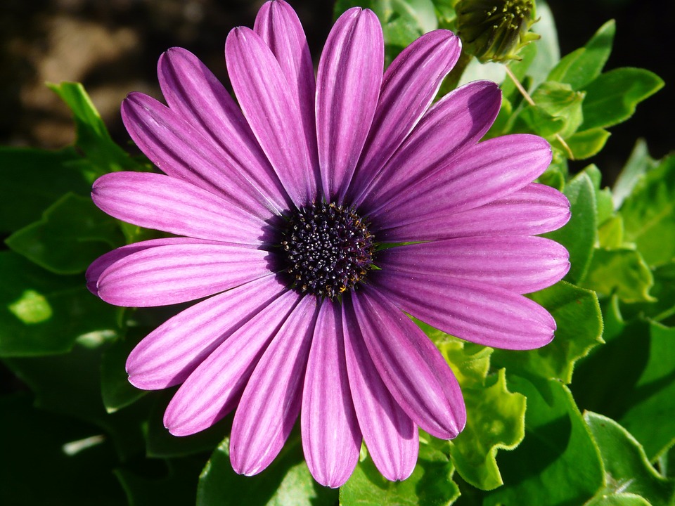 flores de abril