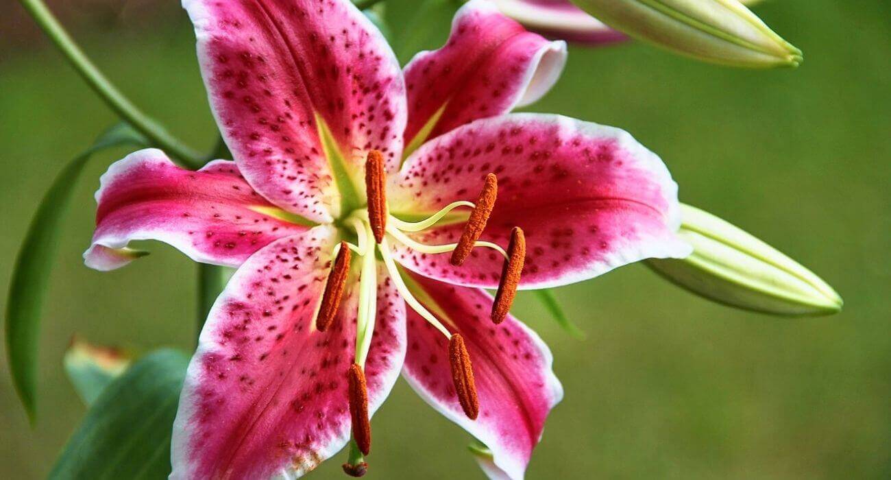 flores de maio