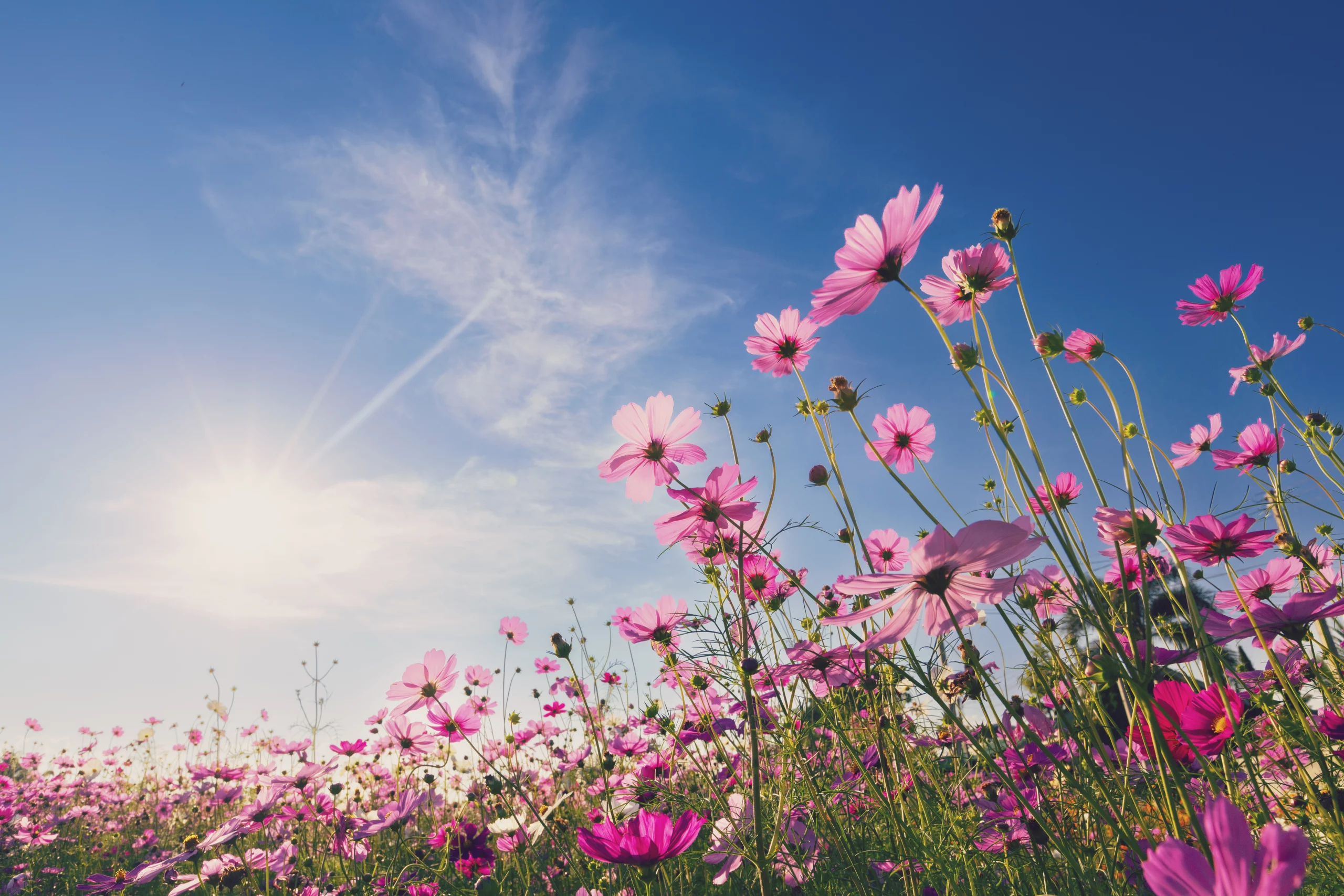 cuidados com flores na primavera