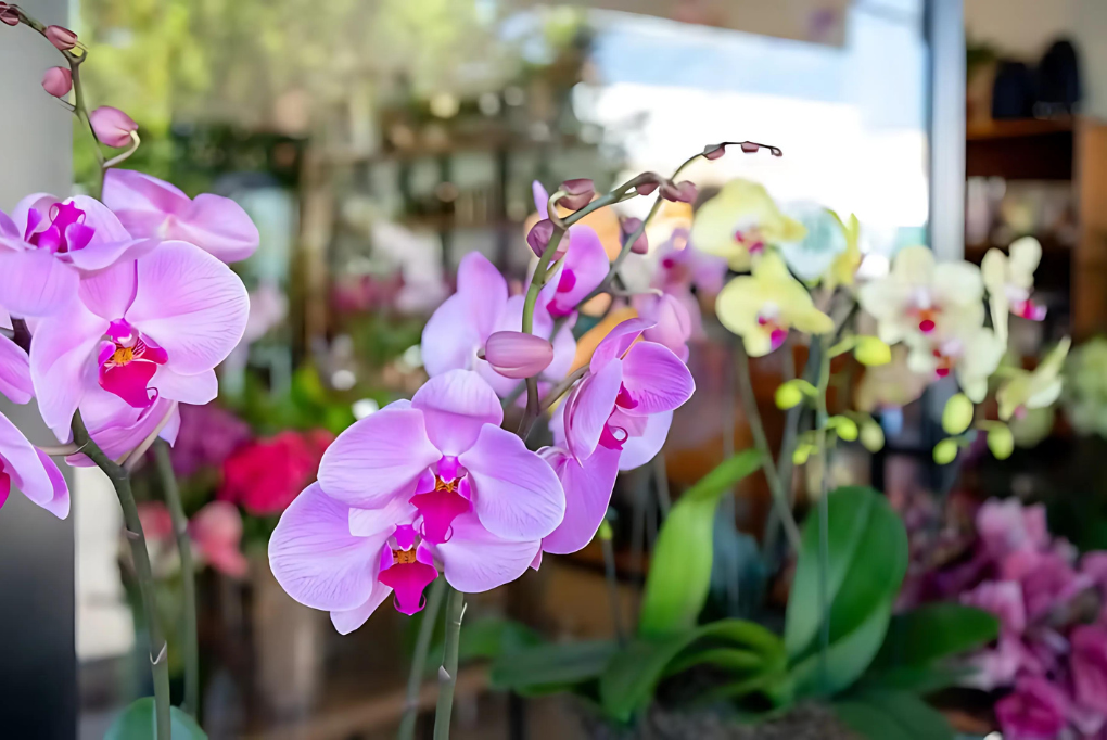 flores de junho