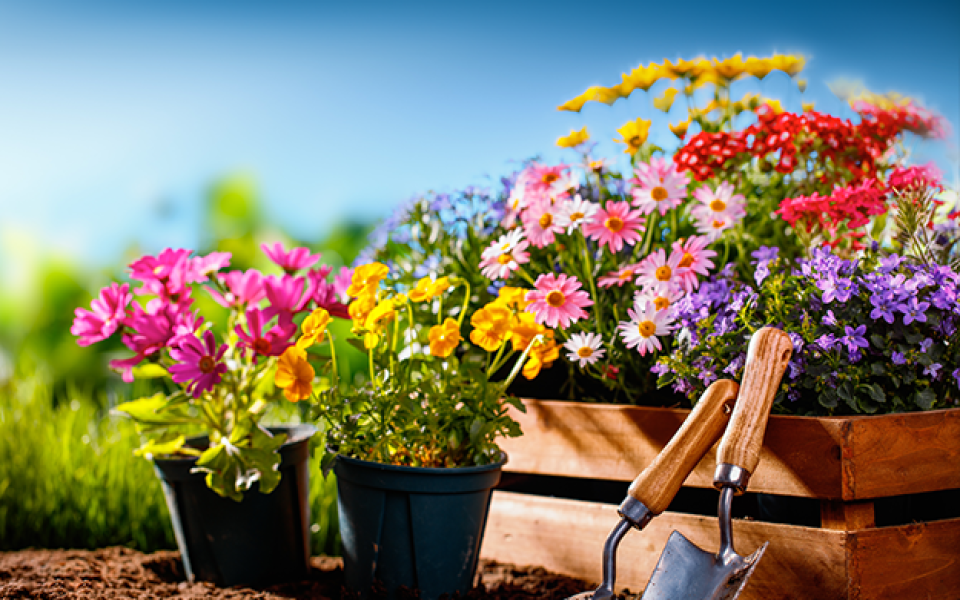 plantas de primavera