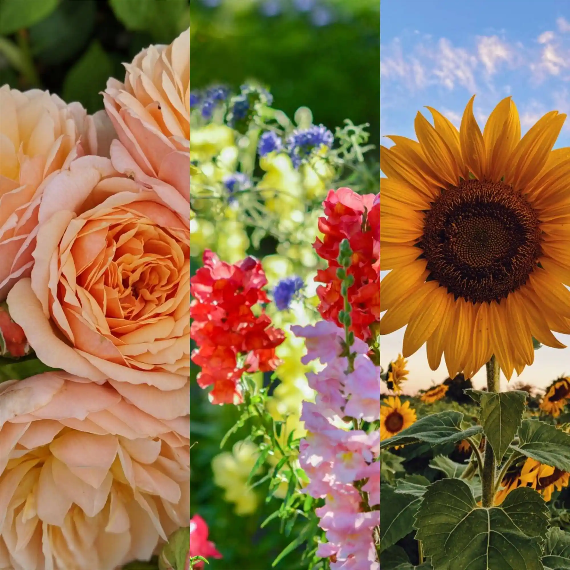 cultivo de flores na primavera
