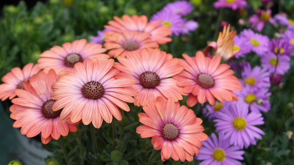 significado das flores da primavera