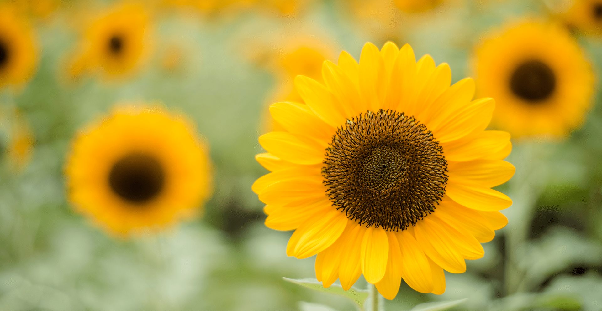 flores de junho