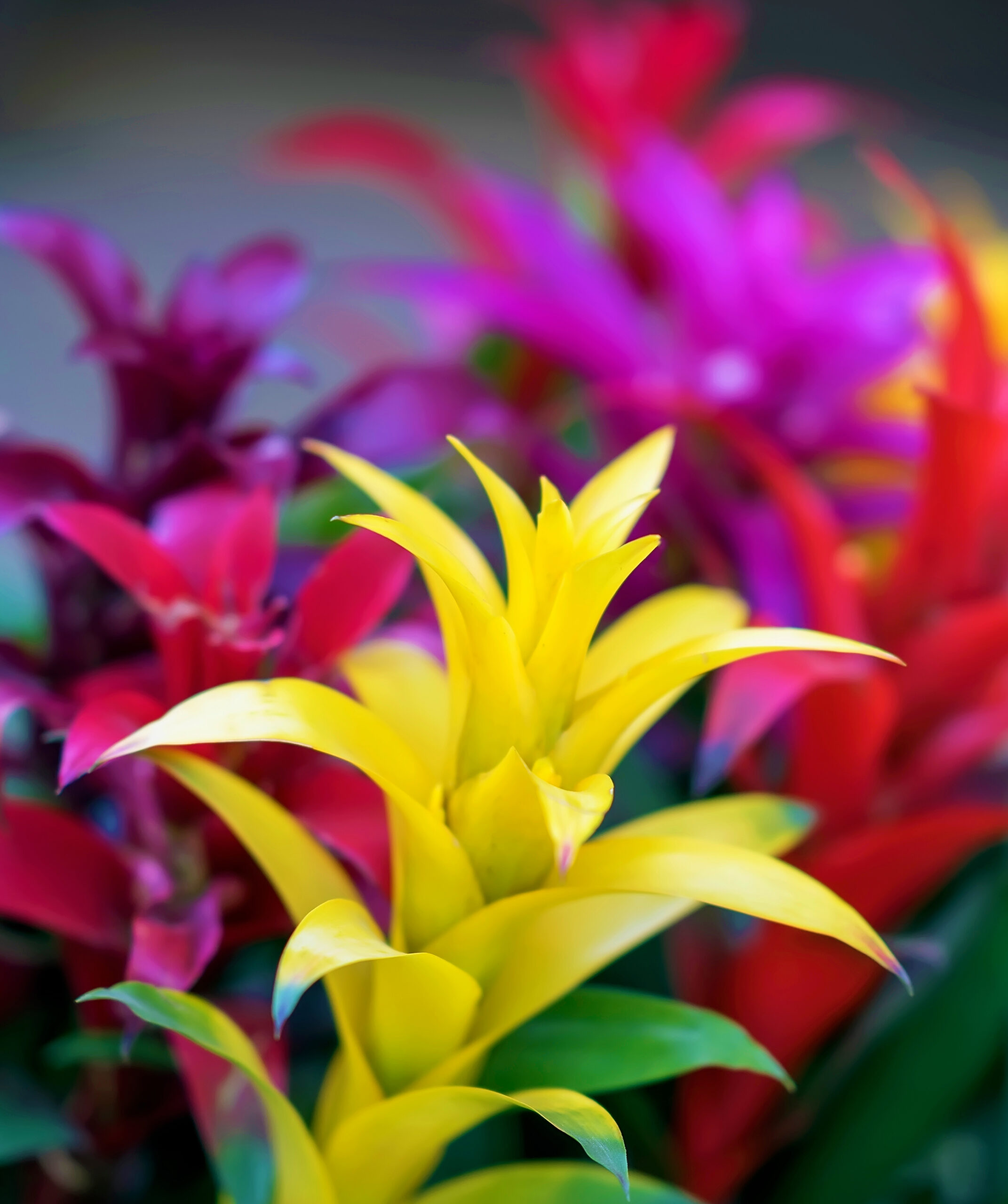 flores para varanda primavera