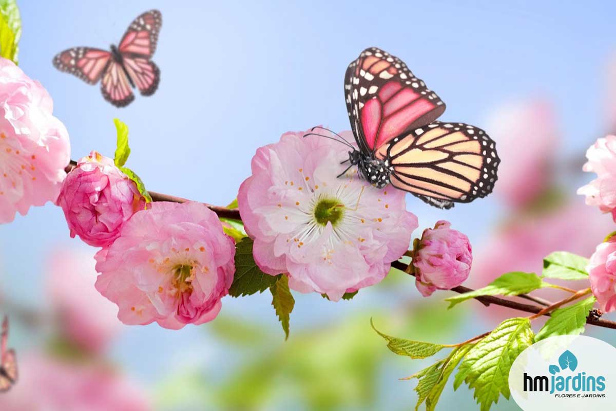 flores para jardim primavera