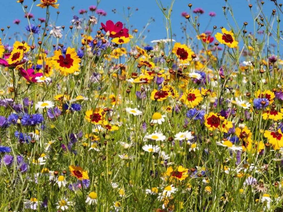 cuidados com flores na primavera