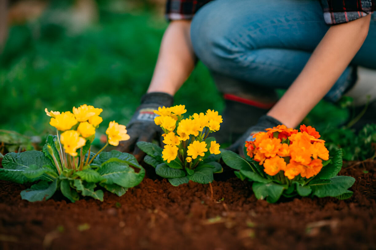 plantas de primavera