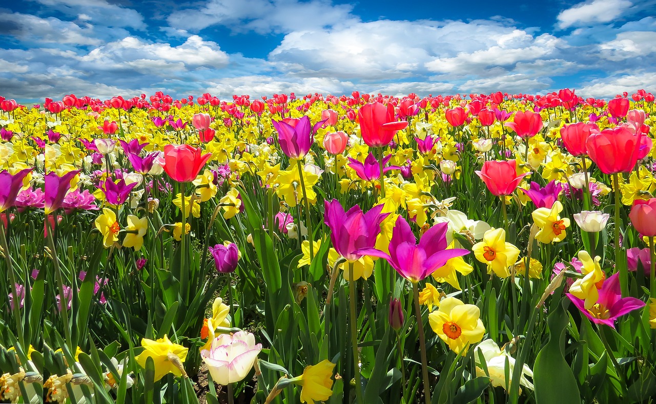 cultivo de flores na primavera